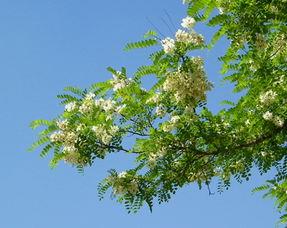 สารสกัดจาก Sophora Japonica