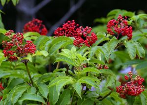 สารสกัด elderberry