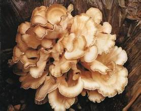 เห็ดหลินจือ Mushroon ประโยชน์