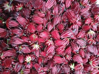 roselle herb