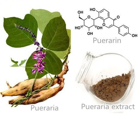 Pueraria extract