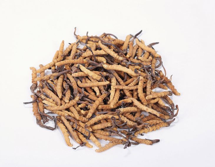 สารสกัดจาก Cordyceps Ophiocordyceps Sinensis Cordyceps ผงเห็ด Cordyceps สารสกัดจาก Sinensis Cordyceps อินทรีย์