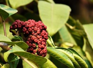 Evodia สารสกัดจาก Evodia Rutaecarpa Evodia Rutaecarpine Evodiamine ลดน้ำหนัก Evodiamine
