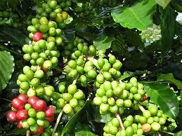 สารสกัด Griffonia Simplicifolia